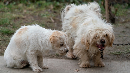 two lovely and beautiful white terrier dogs