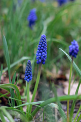 Muscari armeniacum (grape hyacinth)