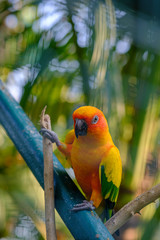 Close-Up Of Sun conure Parrot