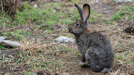 grey bunny in the garden