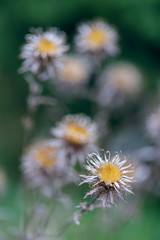 Dried thistles