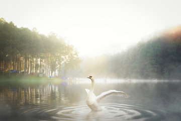 White swan in Pang ung national park - obrazy, fototapety, plakaty