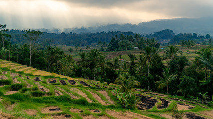 Fototapeta na wymiar Jatiluwih Rice Terrace with moody sky on hazy day in Bali, Indonesia.