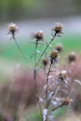 Dried thistles
