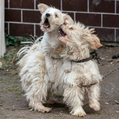 two lovely white fighting dogs