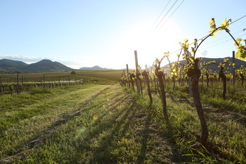 Wine field vineyard sunlight
