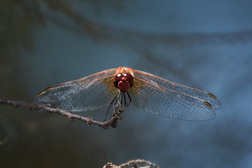 insecto libelula macro