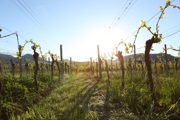 Obraz premium Wine field vineyard sunlight