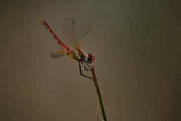 insecto libelula macro