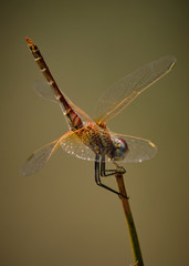 insecto libelula macro