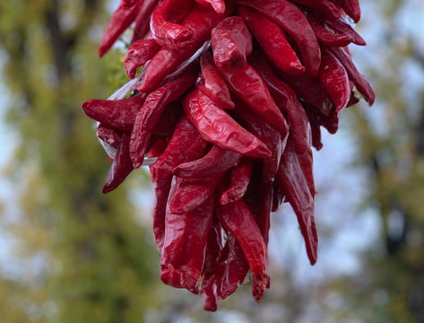 Red dry chile hanging