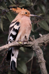 Pajarito pajaro naturaleza 