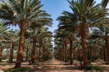 Obraz premium Date trees rows at Eilat