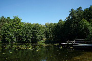 Fototapeta na wymiar lake in the forest on a sunny day