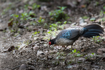 Male Kalij pheasant looking for foods