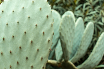 Beaver tail green cactus outside in a park on a sunny day