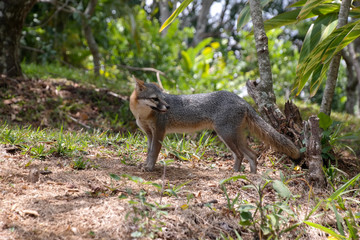 grey fox (Urocyon cinereoargenteus)