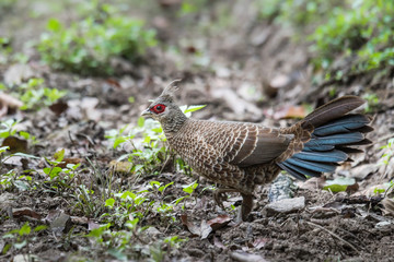 Female Kalij pheasant watching