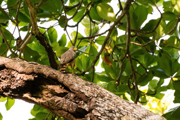 Roadside Hawk (Buteo magnirostris)