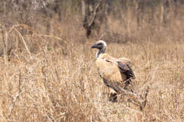 White-backed Vulture (Gyps africanus)