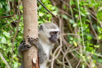 Vervet Monkey (Chlorocebus aethiops), taken in South Africa