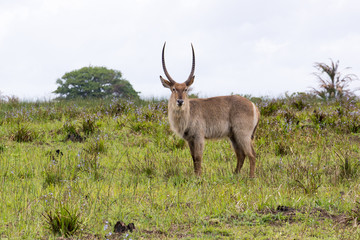 Waterbuck (Kobus ellipsiprymnus)