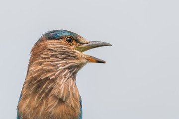 Indian Roller