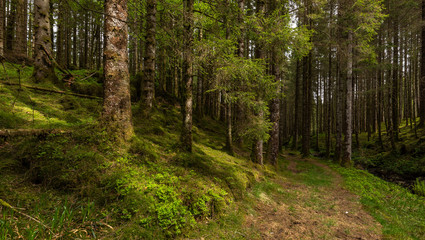 Fototapeta na wymiar The Forest Trail
