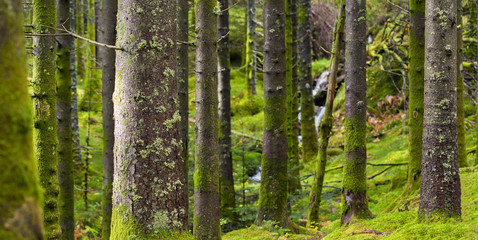 Spruce Forest Trunks