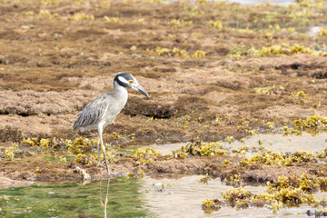Yellow-crowned Night Heron (Nyctanassa violacea)