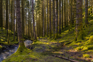 Forest Trail