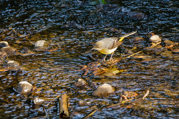 Grey Wagtail (Motacilla cinerea)
