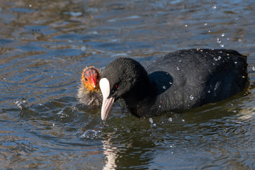 Coot (Fulica atra), taken in the UK