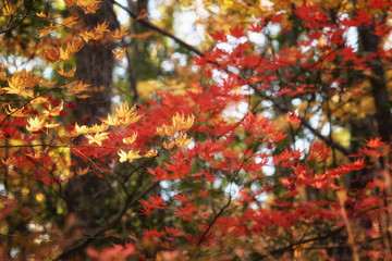 楓の黄葉と紅葉