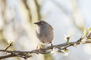 Dunnock (Prunella modularis), taken in the UK