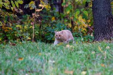 Red cat hunting in the Park.