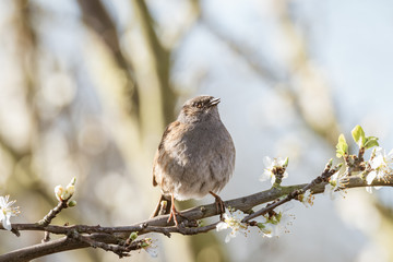 Dunnock (Prunella modularis), taken in the UK