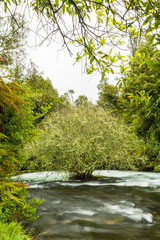 ニュージーランド　ロトルア近郊にあるトラウト・プールズ・フォールズを流れるカイツナ川