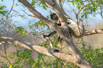 Geoffroy's spider monkey (Ateles geoffroyi) in a tree in Costa Rica