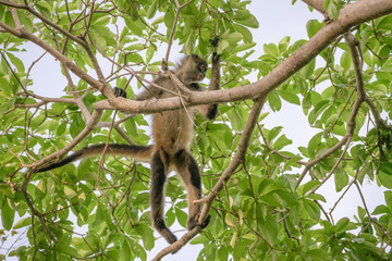 Geoffroy's spider monkey (Ateles geoffroyi) in a tree in Costa Rica