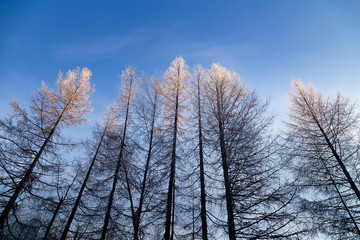 Winter landscape with evening illumination of trees