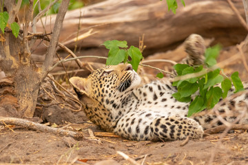 Fototapeta na wymiar young leopard plays with leaves