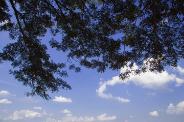 Twigs and leaves cut against the sky. The leaves against the blue sky.