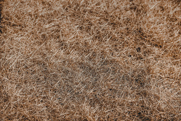 Dry brown background. loseup photo. Macro photo nature dry hay. Texture background dry Wheat Straw. Straw hay bale texture photo.