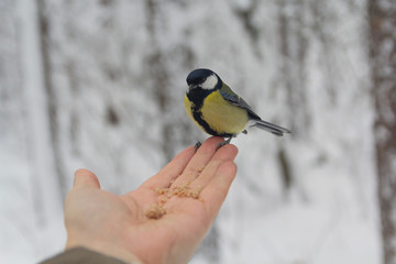 Obraz na płótnie Canvas Hungry bird in the hand in a winter park. Birds