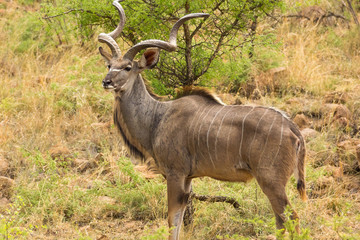 Kudu second largest antelope in Africa