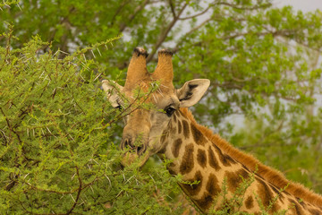 curious giraffe