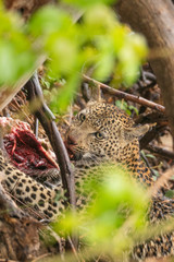 Fototapeta na wymiar Leopard is eaten in the hiding place