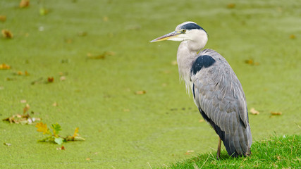 Fototapeta premium Grey Heron (Ardea cinerea)