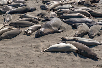 Group of lions and elephant seals sleep on the beach near highway 1